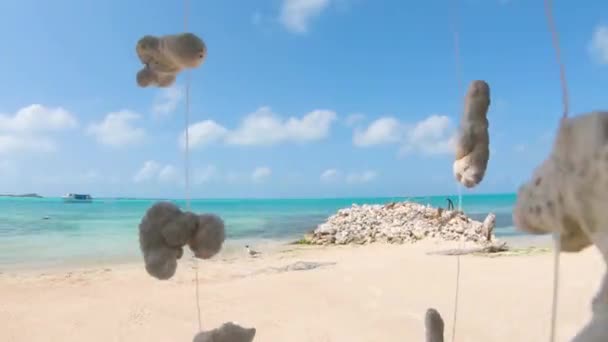 Hängande Dekorerad Korall Till Havs Shore Caribbean Beach Los Roques — Stockvideo