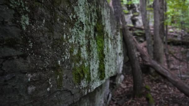 Πέτρα Πέτρινο Τοίχο Στη Μέση Του Δάσους Φόντο Κανέναν — Αρχείο Βίντεο