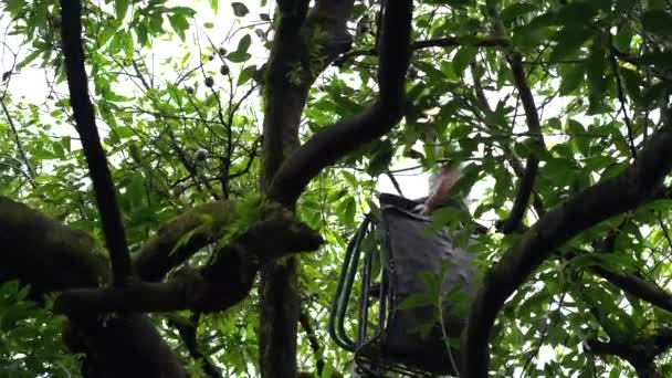 Homme Avec Chemise Blanche Utilisant Poteau Pour Récolter Des Avocats — Video