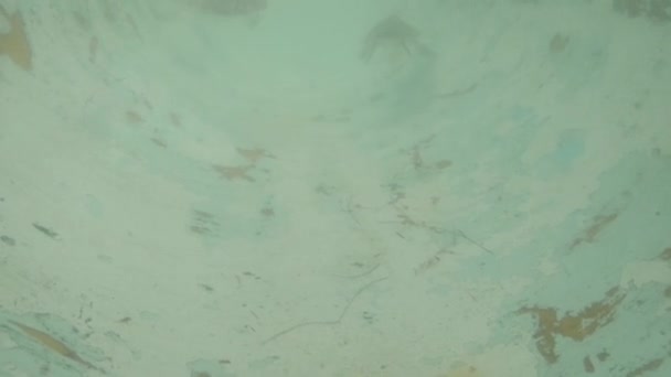 霍克斯比尔海龟俘虏们在避难所的孵化场里游泳 Leretmochelys Imbricata — 图库视频影像