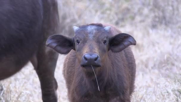 Close Van Jong Afrikaans Buffelkalf Met Grasstro Mond — Stockvideo