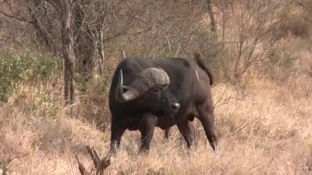 Ein Afrikanischer Büffelbulle Starrt Trotzig Die Kamera Als Ein Anderer — Stockvideo