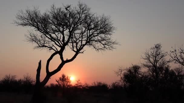 Prachtig Uitzicht Silhouetten Van Bomen Struiken Bij Zonsondergang Afrika — Stockvideo