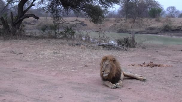 一匹の疲れた雄ライオンが木と水の穴によって地面に横たわって 頭を回し — ストック動画