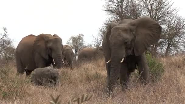 Large Elephants Small Calf Walk Graze Tall Dry Grass — Stock Video