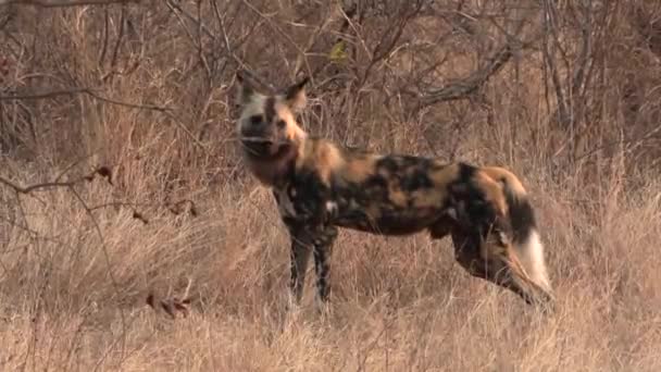 背の高い草の中に立つアフリカの野生の犬の近くのビューと離れて歩く — ストック動画