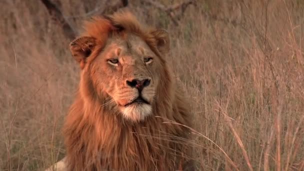 Ett Gammalt Lejon Badar Den Afrikanska Solnedgångens Gyllene Sken Medan — Stockvideo