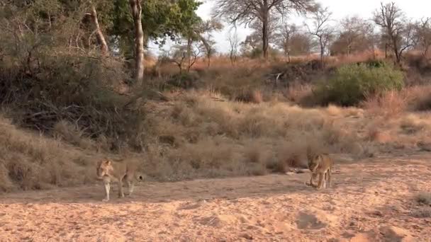 アフリカの暖かい日没の下でゆっくりと砂の川底を歩く雌ライオン — ストック動画