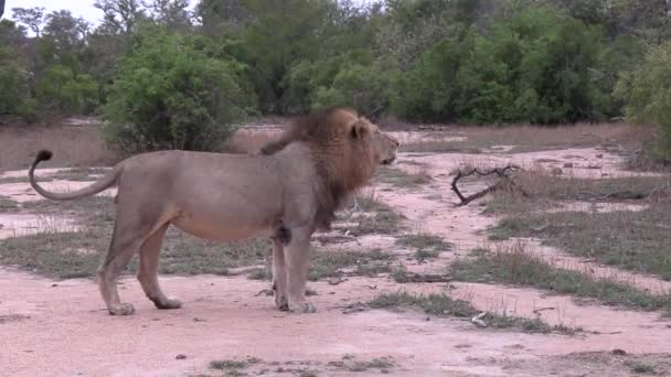 Einsamer Männlicher Löwenkontakt Ruft Schüttelt Den Kopf Und Geht Durch — Stockvideo