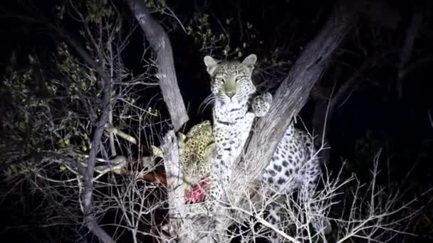 Leopardo Cachorro Alimenta Matar Lado Madre Vigía Árbol Por Noche — Vídeo de stock