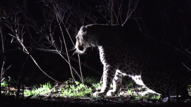 Lone Leopardo Senta Por Arbusto Lambe Rosto Noite Ventosa Holofotes — Vídeo de Stock