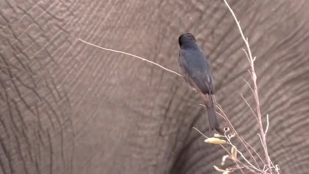 Drongo Widelec Ogon Siedzi Cienkiej Gałęzi Jak Słoń Chodzi Tle — Wideo stockowe