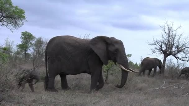 Een Olifant Loopt Savanne Met Een Klein Kalf — Stockvideo