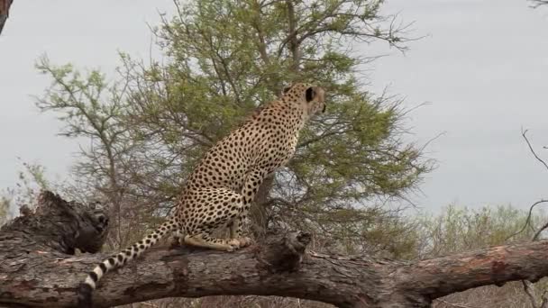 Male Cheetah Marking His Territory Defecating Tree Scratching Behavior — Stock Video
