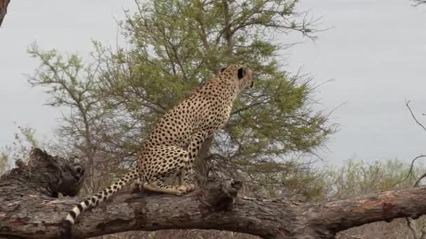 Guepardo Macho Marcando Territorio Defecando Arañando Árboles Comportamiento — Vídeos de Stock