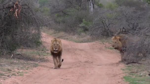 アフリカのブッシュランドの未舗装の道路を2頭の雄ライオンが歩き — ストック動画
