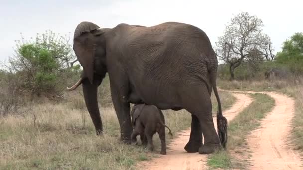 Büyük Fil Küçük Buzağı Afrika Çalılıklarında Toprak Yolda Yürürler — Stok video