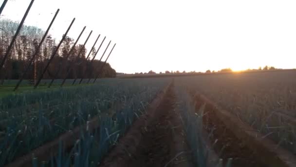 Panning Drone Disparo Campo Puerro Atardecer Tiempo Real — Vídeo de stock