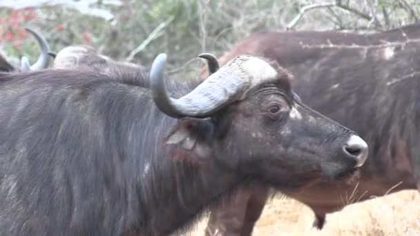 Close Búfalo Farejando Selva Africana — Vídeo de Stock