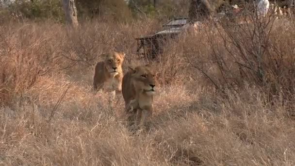 Safari Voertuig Met Toeristen Rijdt Door Twee Leeuwinnen Lopen Gras — Stockvideo