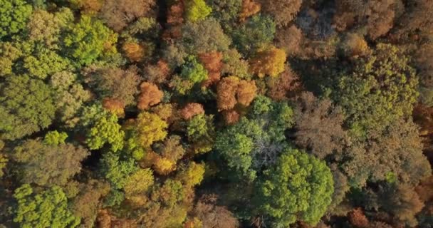 秋と郊外の中西部の木の秋 遠くへと向かうカメラの螺旋状の壮大な景色のために 映像と木々の美しい色がバンドルされています 4Kで撃たれた — ストック動画