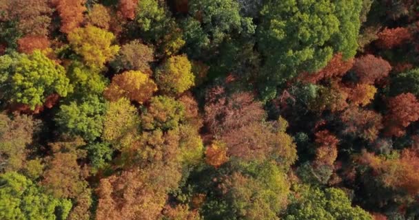 Herfst Herfst Bomen Buitenwijken Van Het Midwesten Prachtige Kleuren Van — Stockvideo