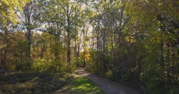 秋の森の小道 カメラがまだ浮かぶように美しい木々が歩道に沿っています 4Kで撃たれた — ストック動画