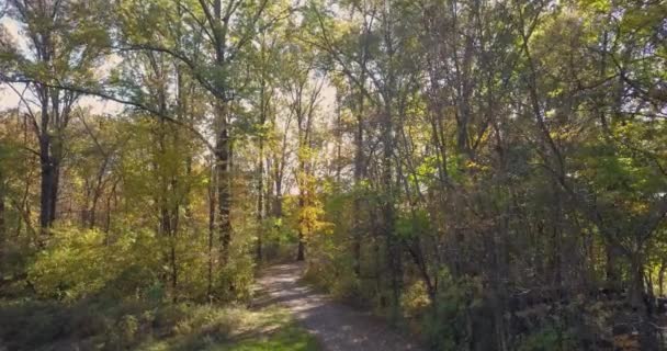 Percorso Bosco Nella Stagione Autunnale Bellissimi Alberi Costeggiano Passerella Mentre — Video Stock