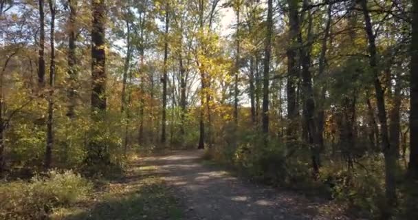 秋の森の小道 道の向こうには美しい木々が立ち並び まるで滝のようにカメラが前に浮かんでいます 4Kで撃たれた — ストック動画