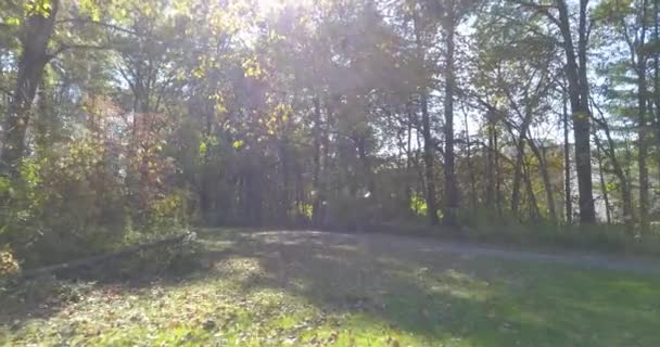 Лесной Путь Осенний Сезон Красивые Деревья Выстроились Вдоль Тротуара Камера — стоковое видео