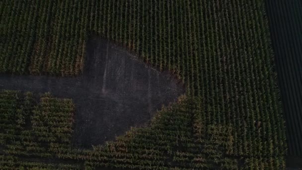 rise-up drone shot of manmade arrow cut-out in corn field