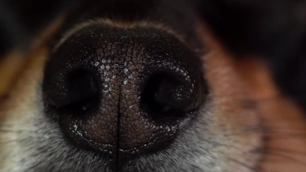 Vista Frontal Nariz Cão Macro Esquerda Boneca Lenta — Vídeo de Stock