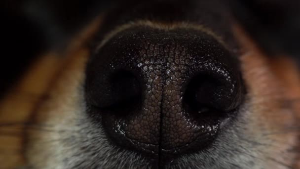 Makro Nosu Psa Černý Nos Mírným Vyobrazením Střední Části Statický — Stock video