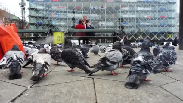 Quirky Low Pov Walking Pigeons Cold Copenhagen City Denmark — Stock Video