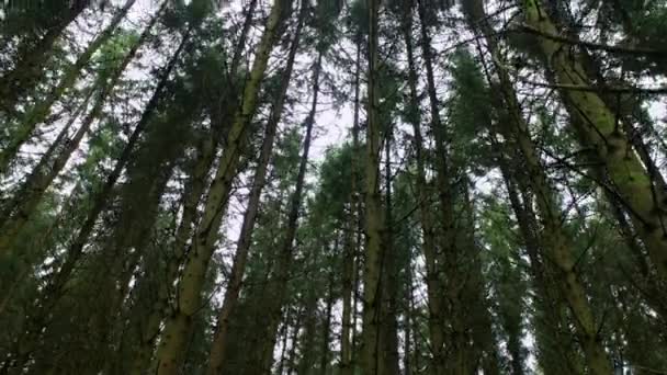 Schöne Hohe Bäume Des Houffalize Waldes Belgien Wiegen Sich Wind — Stockvideo