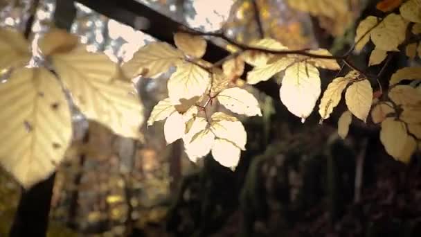 Zonnestralen Die Door Gele Herfstbladeren Schijnen Een Park Van Dichtbij — Stockvideo