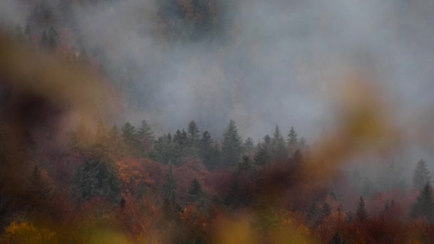 Cena Temperamental Montanha Enevoada Nevoeiro Cobrindo Floresta Pinheiros Durante Outono — Vídeo de Stock