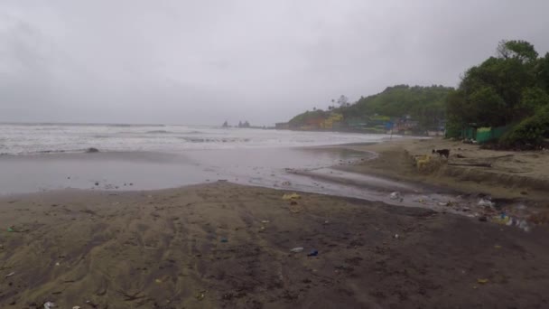 Cani Che Giocano Alla Spiaggia Arambol Goa — Video Stock