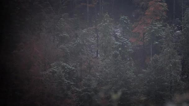 Záhadná Mlhavá Mlha Vanoucí Nad Borovým Lesem Temná Pochmurná Zimní — Stock video