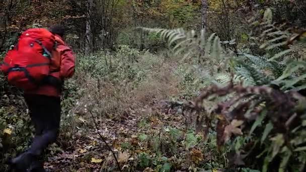 Muž Turista Červeným Batohem Chůze Cesty Přes Vzrostlé Lesní Zeleň — Stock video