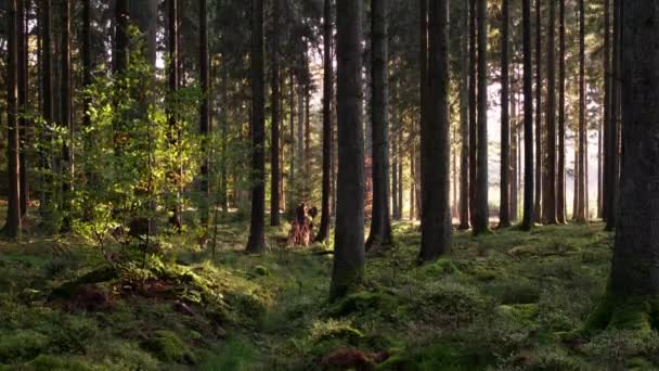 Solnedgångens Ljus Genom Skogen Houffalize Belgien Klar Sommardag — Stockvideo