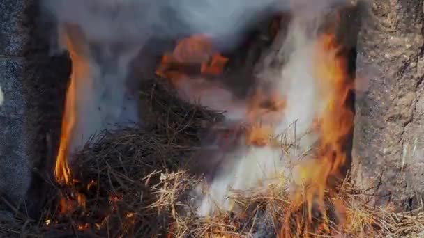 Tenedor Agujas Pino Sueltas Que Queman Horno Piedra Para Cerámica — Vídeos de Stock