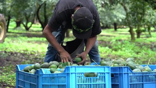 Casse Blu Essere Svuotato Avocado Hass Ottenere Gambo Tagliato Uomo — Video Stock