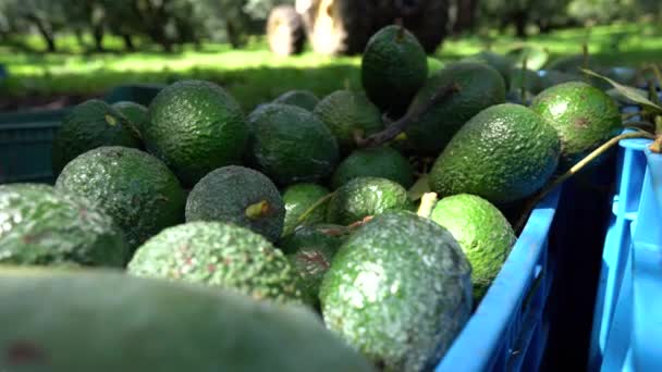 Rijpe Groene Hass Avocados Wordt Gegooid Oogst Krat Mexico — Stockvideo