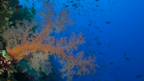 オレンジ色の軟サンゴが青い海の垂直サンゴ礁に接近 — ストック動画