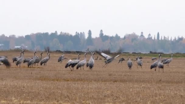 Gregge Uccelli Gru Comuni Campo Aperto Colpo Livello Degli Occhi — Video Stock