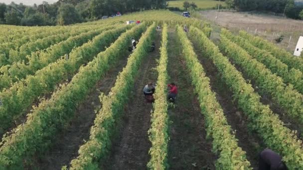 列で美しいブドウ畑での季節のブドウ収穫 Airaal View — ストック動画