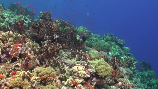 Coral Reef Slope Orange Reef Fishes Red Sea — Video