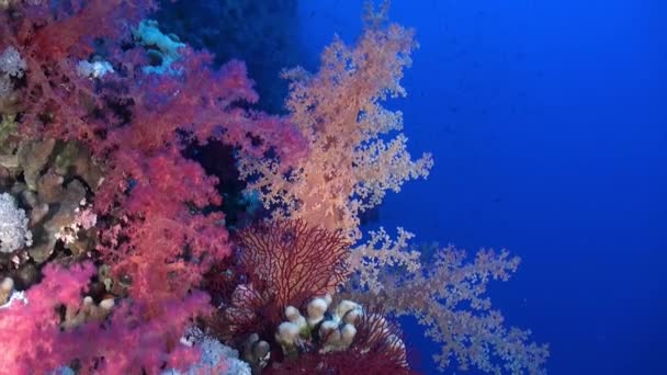 红海陡峭珊瑚壁上五彩缤纷的软珊瑚与蓝色的海洋背景混合在一起 — 图库视频影像