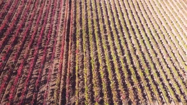スペイン リオハのワイン農場でのワイン生産のための異なる色のブドウ畑 — ストック動画